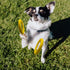 Dog Flying Disc, Indestructible Floating Ring Toys for Small Chewers, Durable Outdoor & Indoor Puppy Toy