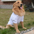 lovelonglong Basic Dog Polo Shirts, Premium Cotton Polo T-Shirts for Large Medium Small Dogs, White, XXXL