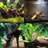 Tfwadmx Natural Driftwood Aquarium Decor Wood Branches 7-9.5" Fish Tank Decoration Reptile Habitat Assorted Trunk Terrarium Ornament(3 Pcs)