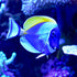 Seachem Marine Trace Elements 500ml for Aquarium