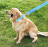 Strong Dog Leash 4FT/5FT/6FT, Nylon Leashes for Small Medium Large Dogs (Blue, 1 in x 15 ft)