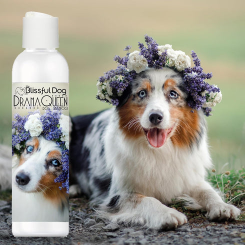 16 oz. The Blissful Dog Australian Shepherd Drama Queen Shampoo