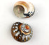 Heyiwell 2PC 3"~3.5" Inch African Sarmaticus Turbo Shells,Hermit Crab Shell &Turbo Shells Hermit Crab Supplies