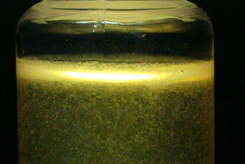BugBoy4Ever (2) Two Live Vinegar eel (Turbatrix aceti) Starter Culture Vials - Cultured in apple cider vinegar (