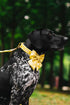 Unique Style Paws Adjustable Silk Dog Collar with Bow for Medium Dogs, Yellow Color, Durable