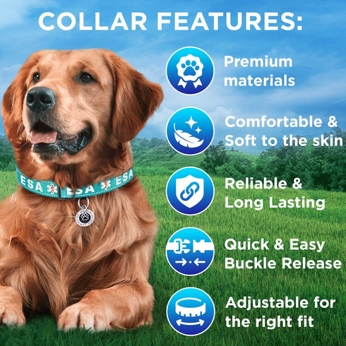 TECEUM Reflective Teal Pet Collar, M, Extra Soft Padding, Basic Nylon Dog Collar with Quick Release Buckle