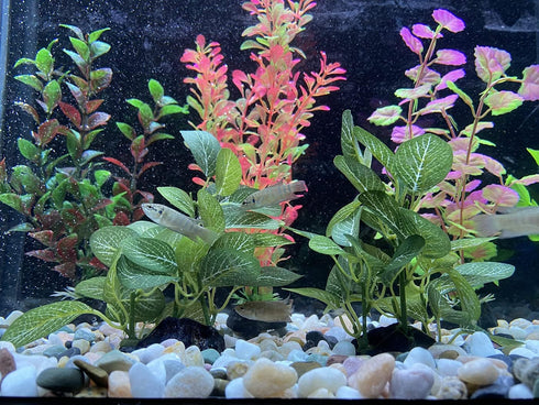 2 Piece Realistic Faux Silk Aquarium Ficus Tree, Small Betta Fish Tank Grass Fake Plastic Decorations