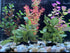 2 Piece Realistic Faux Silk Aquarium Ficus Tree, Small Betta Fish Tank Grass Fake Plastic Decorations