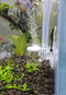 Pollen Glass CO2 Diffuser for Aquarium Planted Tank, 3/4" for Below 20 US Gallons