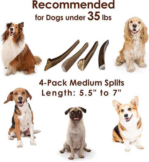 Elk Antler Dog Chews | Premium A-Grade Long-Lasting Chews from Naturally Shed Elk Antlers, Medium (Pack of 4)