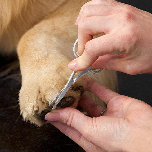 Tweezerman Dog and Cat Stainless Steel Safety Tip Grooming Scissors