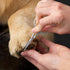 Tweezerman Dog and Cat Stainless Steel Safety Tip Grooming Scissors