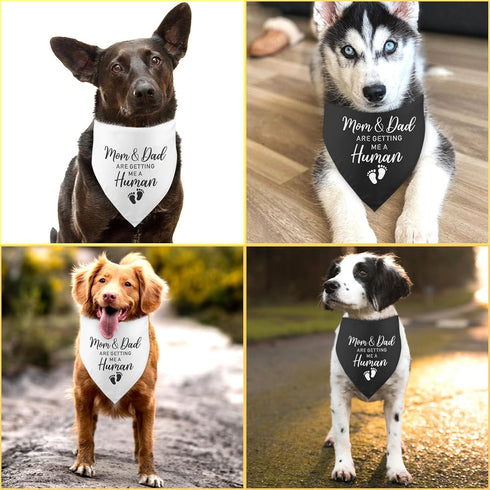 2 Pack Mom & Dad are Getting Me a Human Dog Bandana: Pregnancy Announcement Gender Reveal Photo Prop Pet Scarf