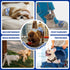 12-19-inch 20 Counts MICOOYO Male Dog Diapers, Disposable Male Dog Wraps with Wetness Indicator, Super Absorbent | Leak
