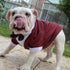 Lovelonglong Formal Dog Suit Tuxedo with Black Bow Tie for Large Medium Small Dogs Cats, Wedding Clothes, Reddish Brown