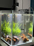 Set of 4 Small Natural Driftwood 4-6'' for Aquarium Styling, Reptile Tank Decor (Pack of 4)