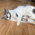 SPOT Flat Mouse Frankie with Catnip, Cat Toy, 5.5in Plush Mice with Catnip and Crinkle Sound, Perfect for Chasing