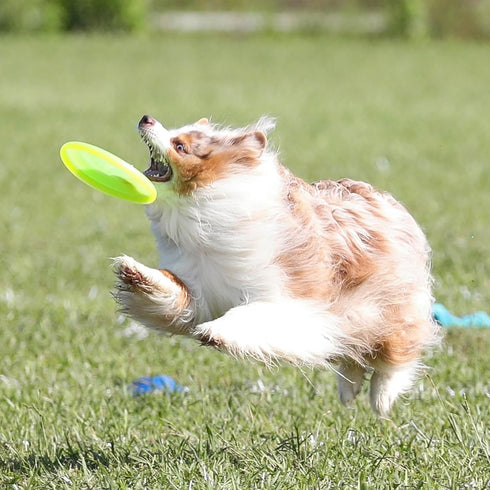 Hyperflite Pup Jawz Dog Flying Disc, 7 Inch, Puncture Resistant, Competition Approved