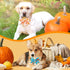 Maitys 40 Pcs Thanksgiving Dog Bow Ties - Autumn Turkey Pumpkin Adjustable Pet Ties for Grooming Accessories