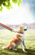 15ft 20ft 30ft 40ft 50ft Long Dog Lead, Obedience Recall Training Leashes for Small Medium Dogs, Rainbow, 1" x 20FT