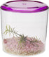 Lee's Round Betta Keeper - Ideal Habitat for Betta Fish