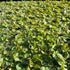 30+ 2 Leaves Red Root Floaters | Phyllanthus Fluitans (+Free Bonus Plant) Live Floating Plants for Aquarium | Day