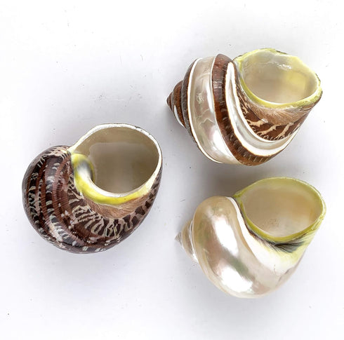 Worlds 3PC 2"-2-3/4"Inch Large Mix Hermit Crab Shells&Turbo Shells