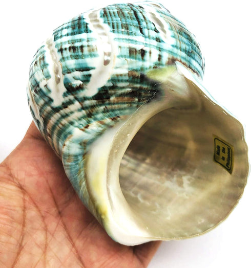 PEPPERLONELY 1 3-1/2 Inch 4 Inch PC Spiral Jade Turbo Sea Shell, Hermit Crab Sea Shells, ~