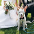 Elegant Dog Bow Tie, Adjustable White Collar Tuxedo Bowtie for Formal Pets, Perfect for Weddings and Birthdays