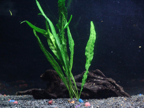 AquaLeaf Aquatics 30+ 8 Stems - Species - - Anacharis, Amazon, Rotala, Ludwigia and More!