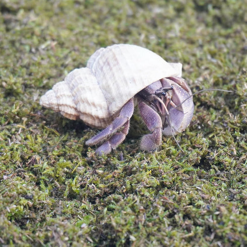 1lb Hermit Crabs Substrate, Ideal for Hermit Crab Supplies for Tank Habitat