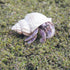 1lb Hermit Crabs Substrate, Ideal for Hermit Crab Supplies for Tank Habitat