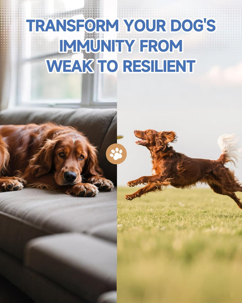 18-in-1 immune 60mL Organic Mushroom Supplement for Dogs - blend with Turkey Tail, Reishi, Lion's Mane. Supports
