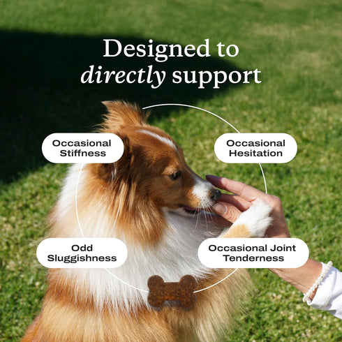 Petlab Co. Joint Care Chews for Dogs, High Levels of Glucosamine, Omega 3 and Turmeric Supplement