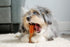 Hartz Chew ‘n Clean Chew Toy - Chicken Flavored Drumstick Dog Toy, Extra Small