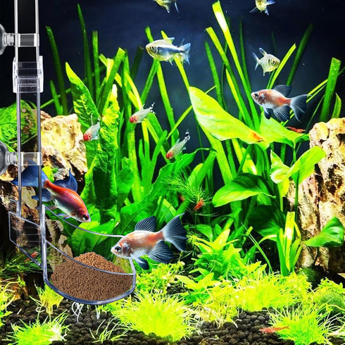 Shrimp Feeding Tube and Dish Set, Clear Fish Feeder Tube with Feeding Ring and Cleaning Brush for Fish Tank