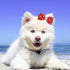 PET SHOW 20Pairs Big Dog Hair Bows with Rubber Band for Small Medium Large Dogs, Pink Blue Grooming Accessories