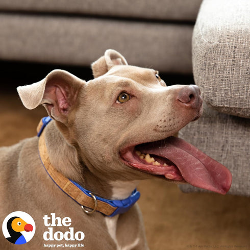 The Dodo Cork Dog Collar, Medium Size, Adjustable Snap Together, Pinch Release Buckle, Stripe Design