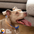 The Dodo Cork Dog Collar, Medium Size, Adjustable Snap Together, Pinch Release Buckle, Stripe Design