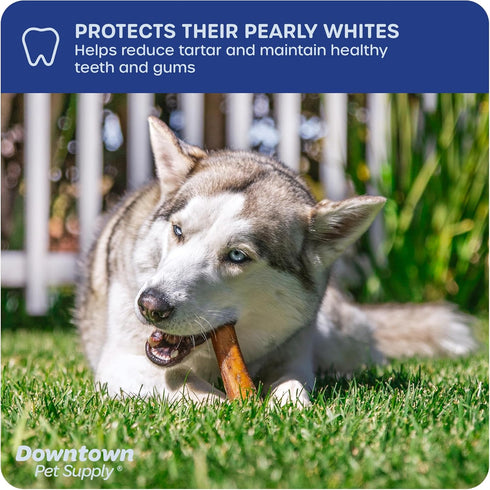 Downtown Pet Supply USA Sourced Jumbo Bully Sticks - 6", 8 Oz. for Large Dogs, Rawhide Free, Long Lasting