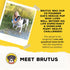 Brutus Bone Broth for Dogs - Bone Broth Powder with Chondroitin Glucosamine & Turmeric, 10 Stick (Beef) for Picky Eaters