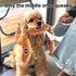 (2 Sausage Squeaky Dog Toy for Small & Medium Dogs, Squeaky Plush Chewer, Puppy Teething & Dental Care, Cotton Filled