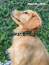 Heavy Duty Dog Collar With Handle | Ballistic Nylon Collar | Padded Reflective Collar with Adjustable Stainless Steel