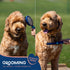 Good Scout 2-Piece Deshedding Tool Set, Cat & Dog Comb for Grooming and Matting