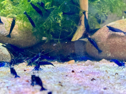 Blue Diamond Shrimps (Ocean Blue Shrimps) Live Freshwater Shrimp Aquarium Neocaridina Inverts
