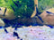 Blue Diamond Shrimps (Ocean Blue Shrimps) Live Freshwater Shrimp Aquarium Neocaridina Inverts