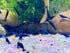 Blue Diamond Shrimps (Ocean Blue Shrimps) Live Freshwater Shrimp Aquarium Neocaridina Inverts
