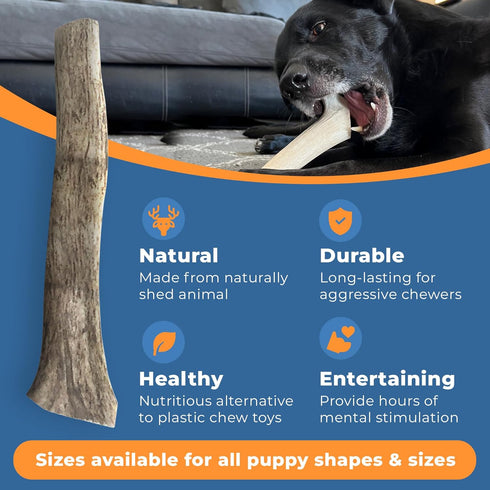 Elk Antlers for Dogs - USA Sourced Antler Chews for Aggressive Chewers, Promotes Oral Health for All Sizes