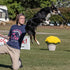 Hyperflite Pup Jawz Dog Flying Disc, World's Toughest Canine Competition-Approved, 7 Inch, Black