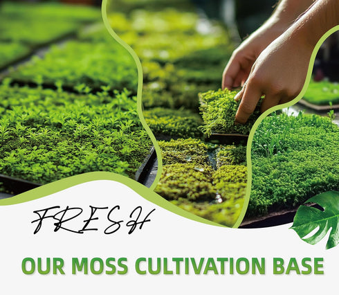 Generic Pack 2 Live Moss Duo Varieties Mixed Moss for Reptile Terrariums, Amphibian Habitats, Bonsai, Vivariums